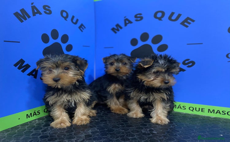 Yorkshire Terrier perros - Propaganda 2