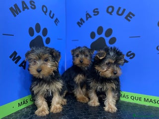 Yorkshire Terrier perros - Anuncio 11