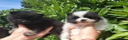 Pomerania perros en venta: Camada de pomerania hembras  - Anuncio 2