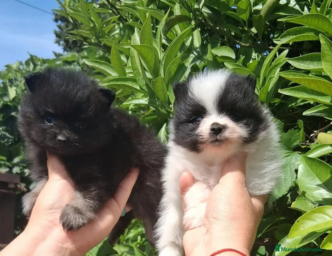 Pomerania perros en venta: Camada de pomerania hembras  - Anuncio 2