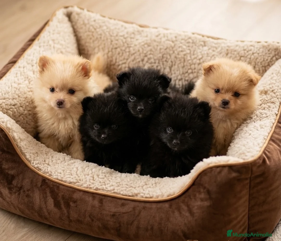 Pomerania perros en venta: Pomerania lulù - Anuncio 1