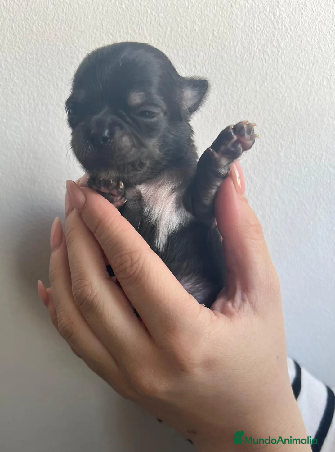 Chihuahua perros en venta: Chihuahua macho y hembra minitóy. - Anuncio 5