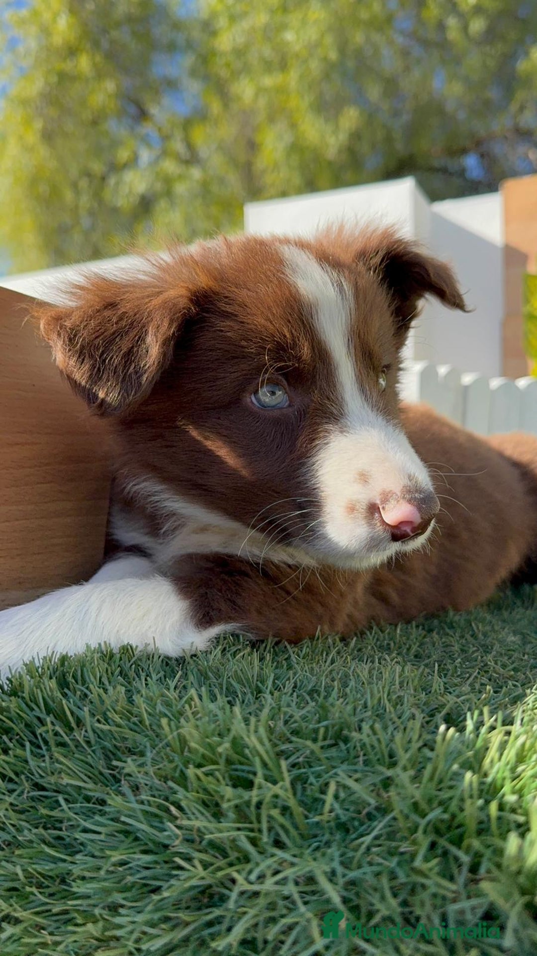 Border Collie perros en venta: BORDER COLLIE - Anuncio 17