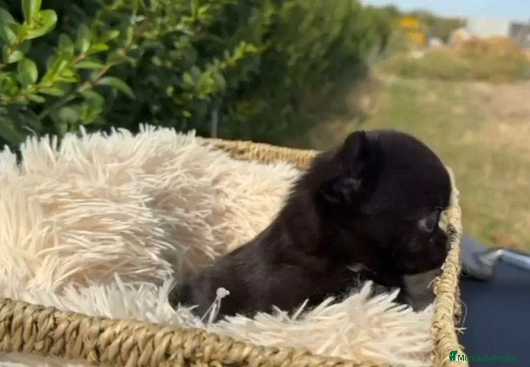 Chihuahua perros en venta: CACHORRO CHIHUAHUA PELO LARGO - Anuncio 1