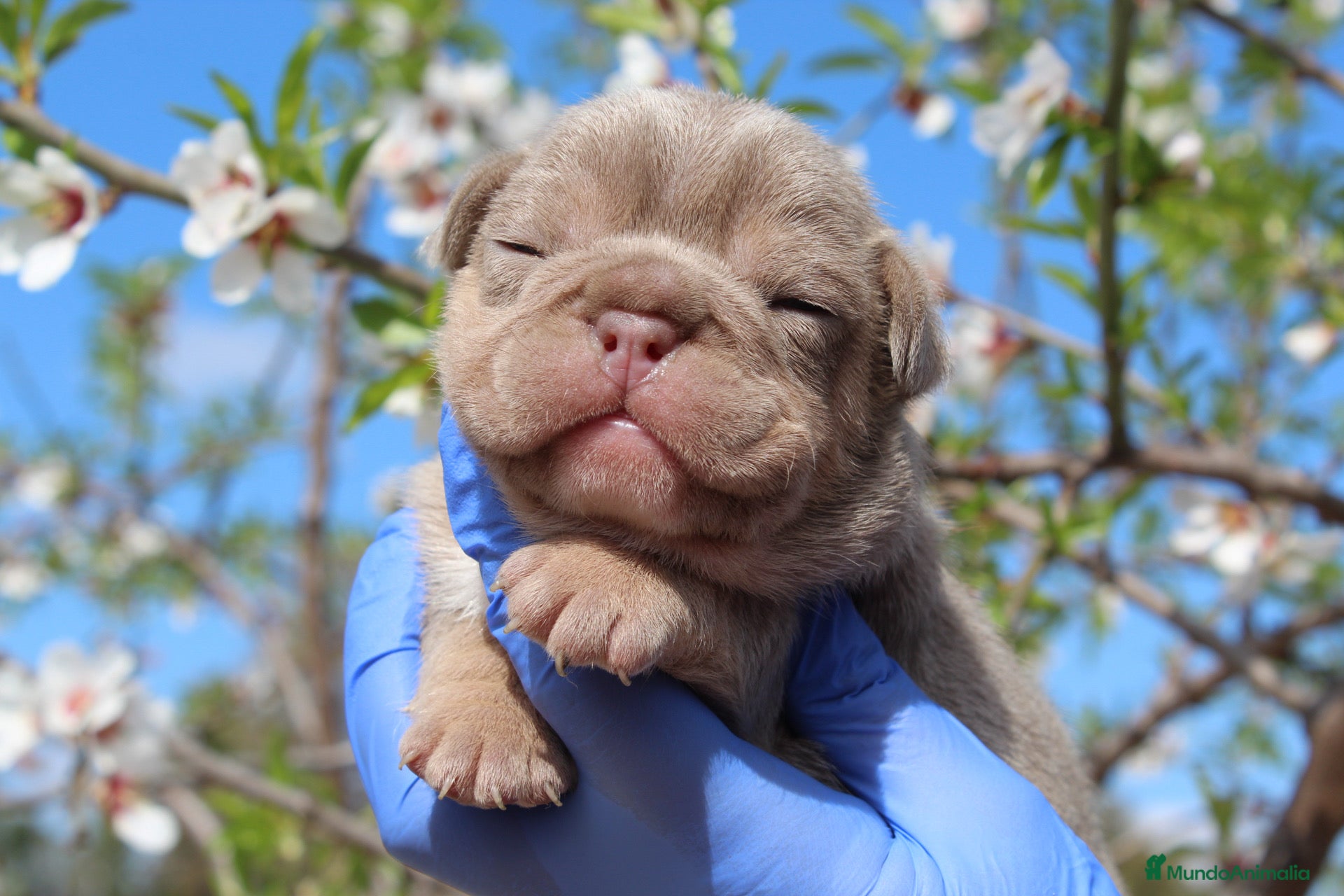 Bulldog Francés perros Bulldog francés exóticos  - Anuncio 2