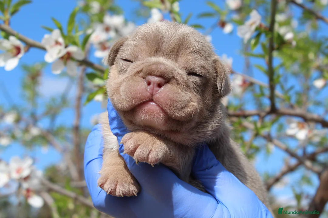 Bulldog Francés perros en venta: Bulldog francés exóticos  - Anuncio 2