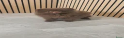 Pomerania perros en venta: Pomerania chocolate hembra  - Anuncio 6