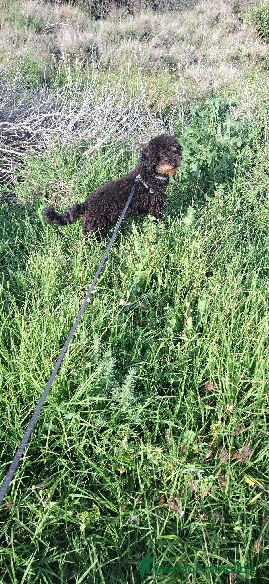 Caniche Enano perros en venta: Caniche enano macho en Zaragoza - Anuncio 2
