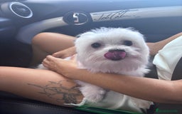 Bichón Maltés perros en venta: preciosos Bichon Maltés - Imagen 1