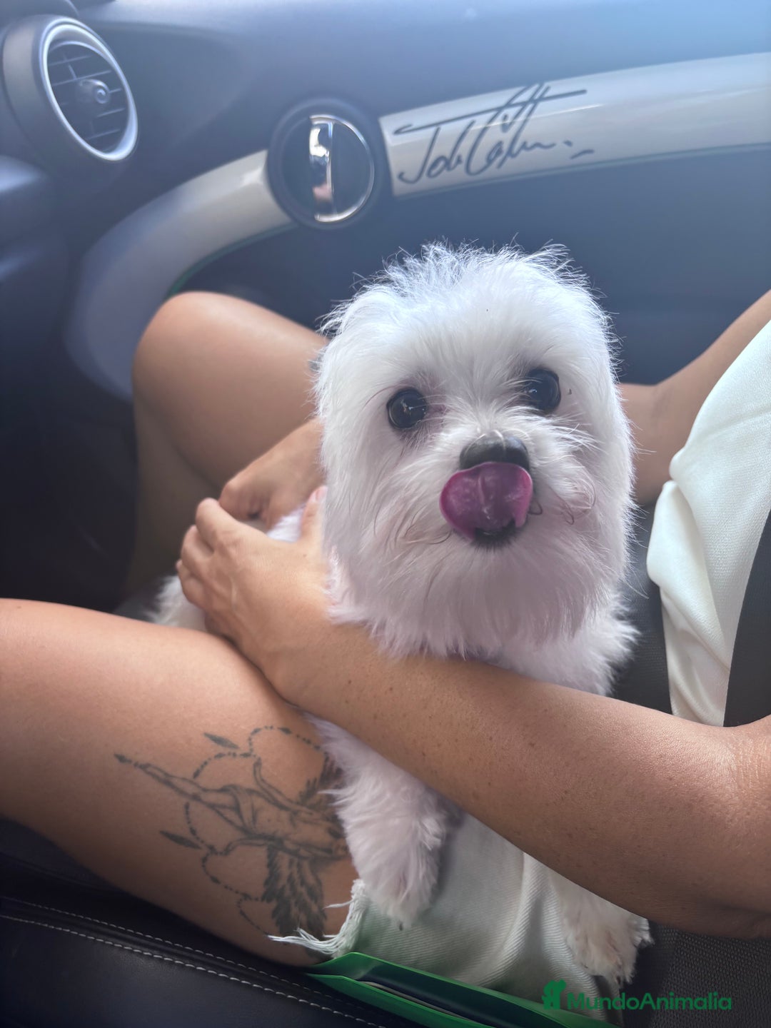 Bichón Maltés perros en venta: preciosos Bichon Maltés - Imagen 1