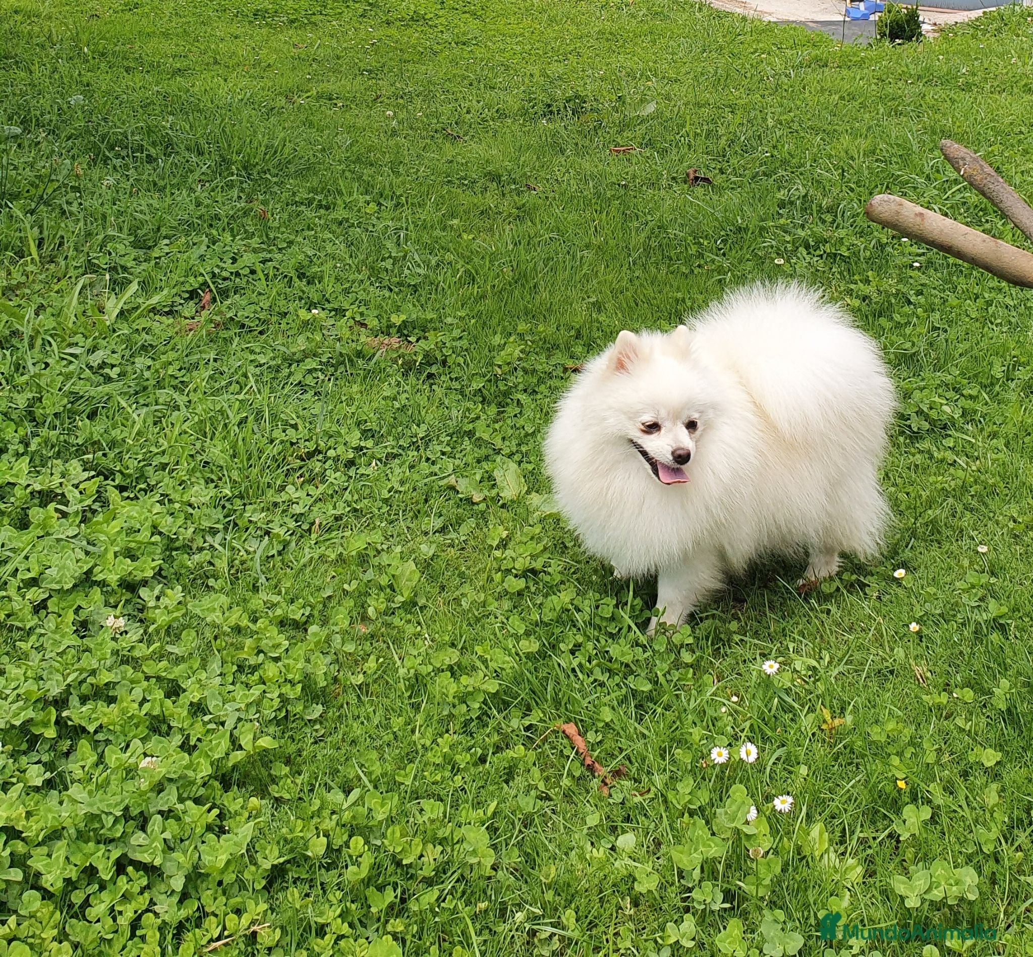 Pomerania perros Pomerania  - Anuncio 1