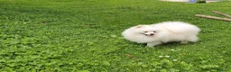 Pomerania perros en venta: Pomerania  - Anuncio 1