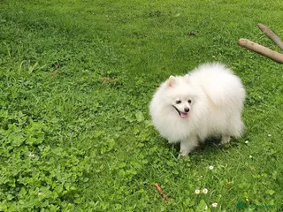 Pomerania perros Pomerania - Anuncio 1