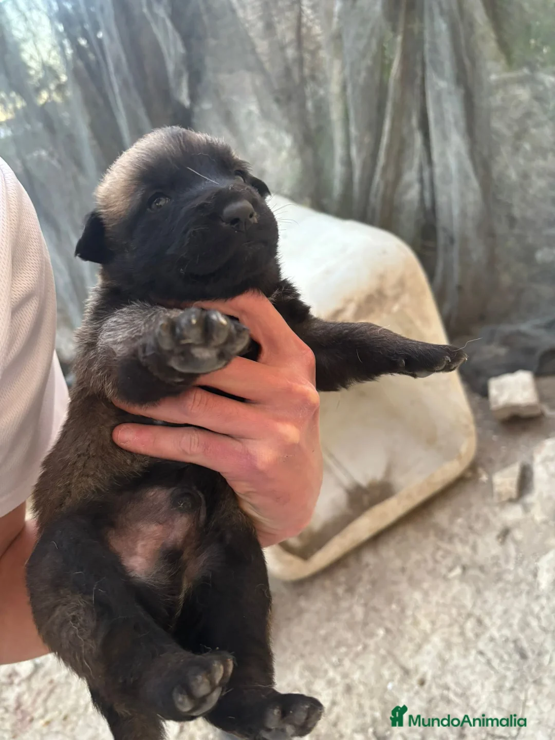 Pastor Belga Malinois perros en venta: Camada de pastor belga - Anuncio 2