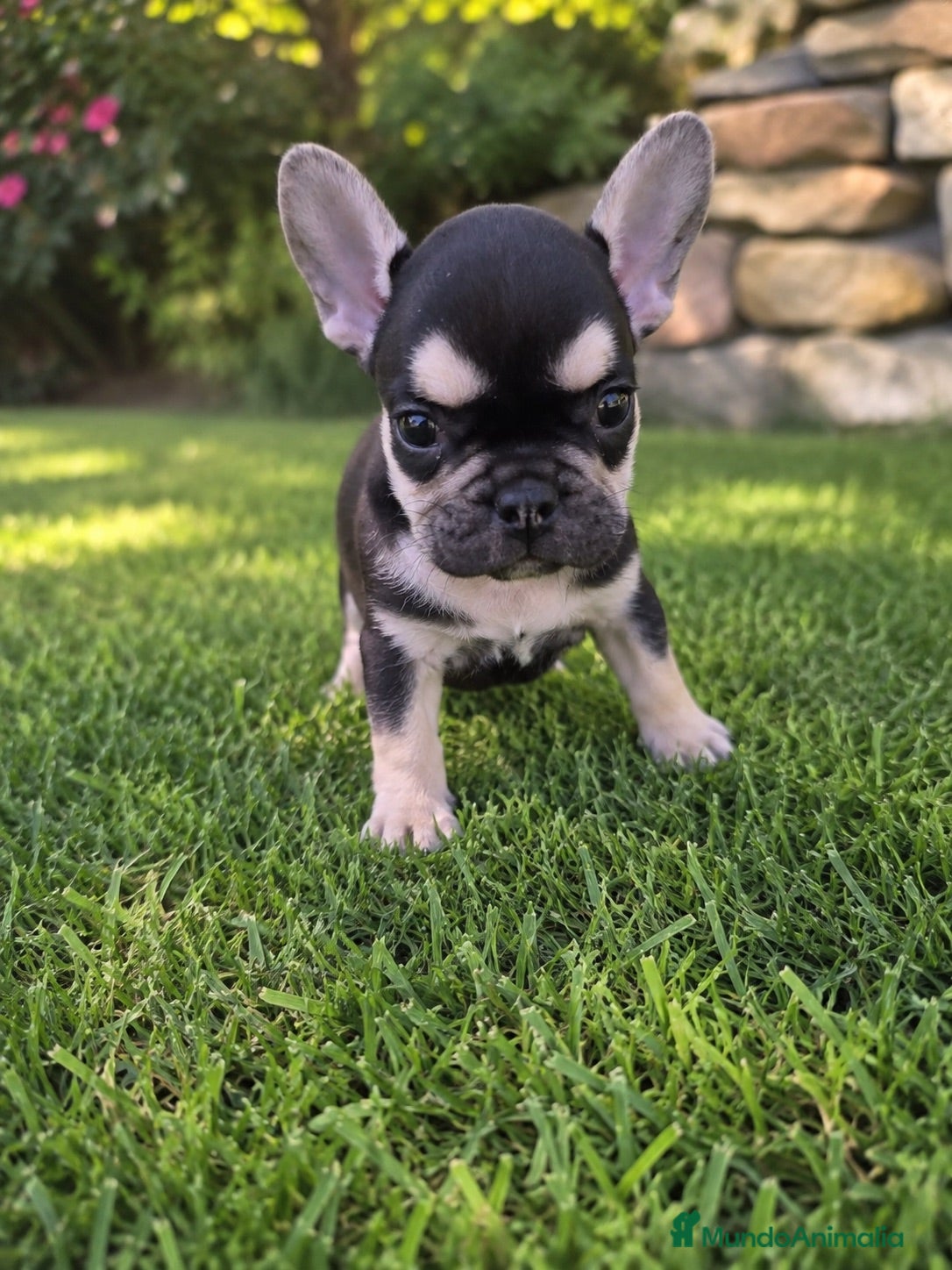 Bulldog Francés perros PRECIOSO BULLDOG FRANCES - Anuncio 1
