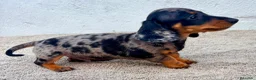 Teckel Miniatura perros en venta: Teckel kaninchen arlequín merle blue - Anuncio 2