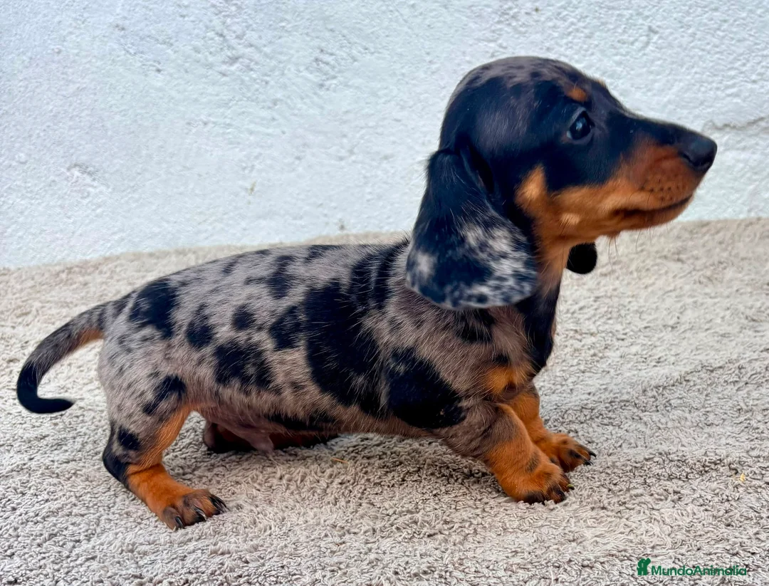 Teckel Miniatura perros en venta: Teckel kaninchen arlequín merle blue - Anuncio 2