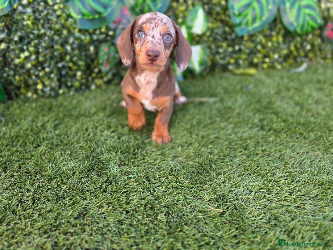 Teckel Miniatura perros en venta: TECKEL MINIATURA  - Anuncio 2