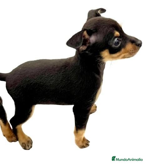 Ratón de Praga perros RATON DE PRAGA - Anuncio 1