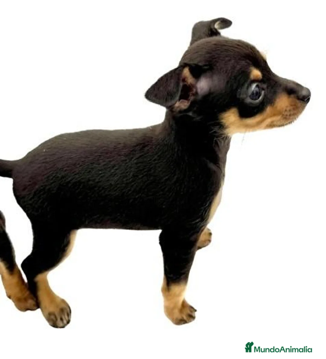 Ratón de Praga perros en venta: RATON DE PRAGA - Anuncio 1