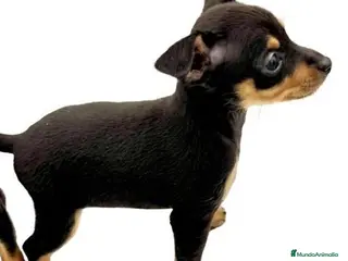 Ratón de Praga perros RATON DE PRAGA - Anuncio 7