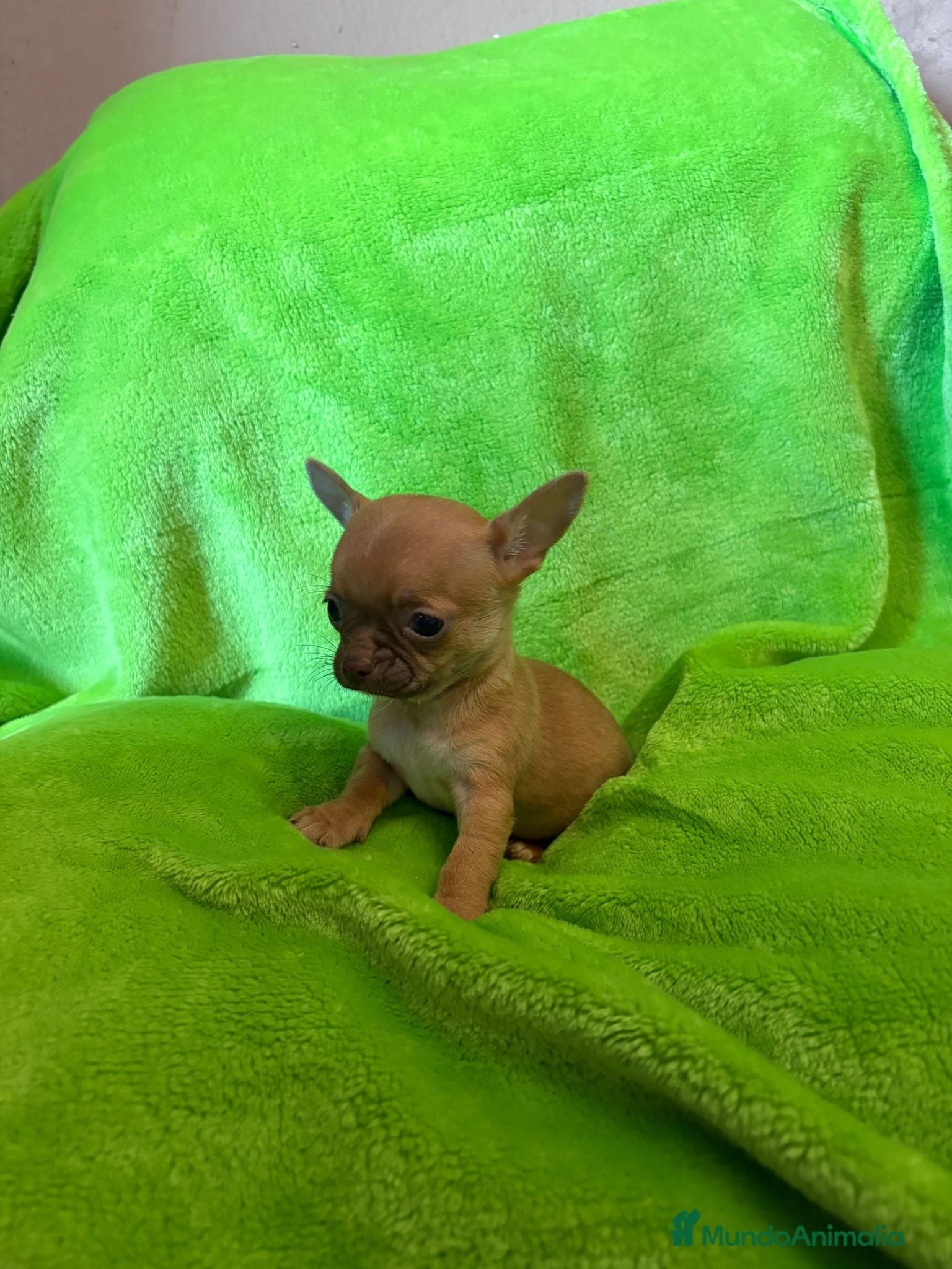 Chihuahua perros en venta: Chihuahua  mini toy  - Anuncio 12
