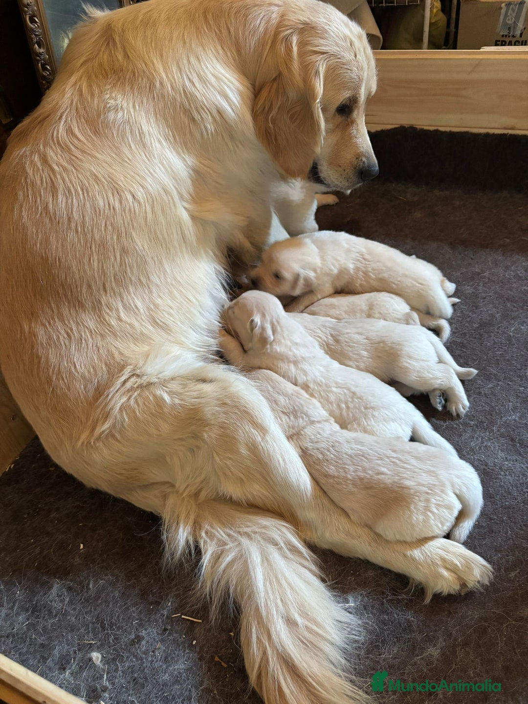Golden Retriever perros en venta: Golden retriever  - Imagen 13