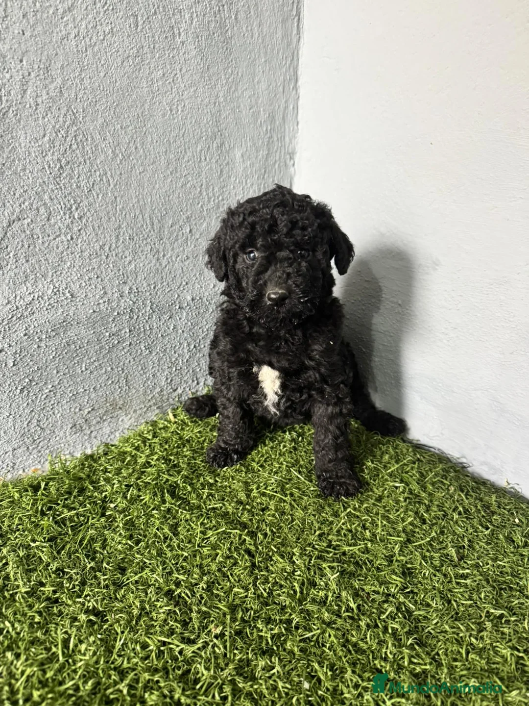 Perro de Agua Español perros en venta: PERRO DE AGUA  - Anuncio 3