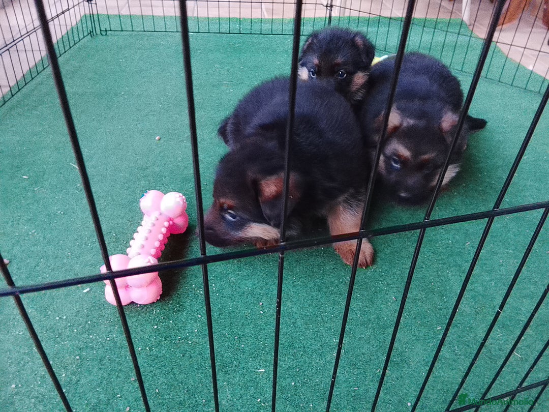 Pastor Alemán perros en venta: Cachorros de pastor alemán  - Anuncio 4