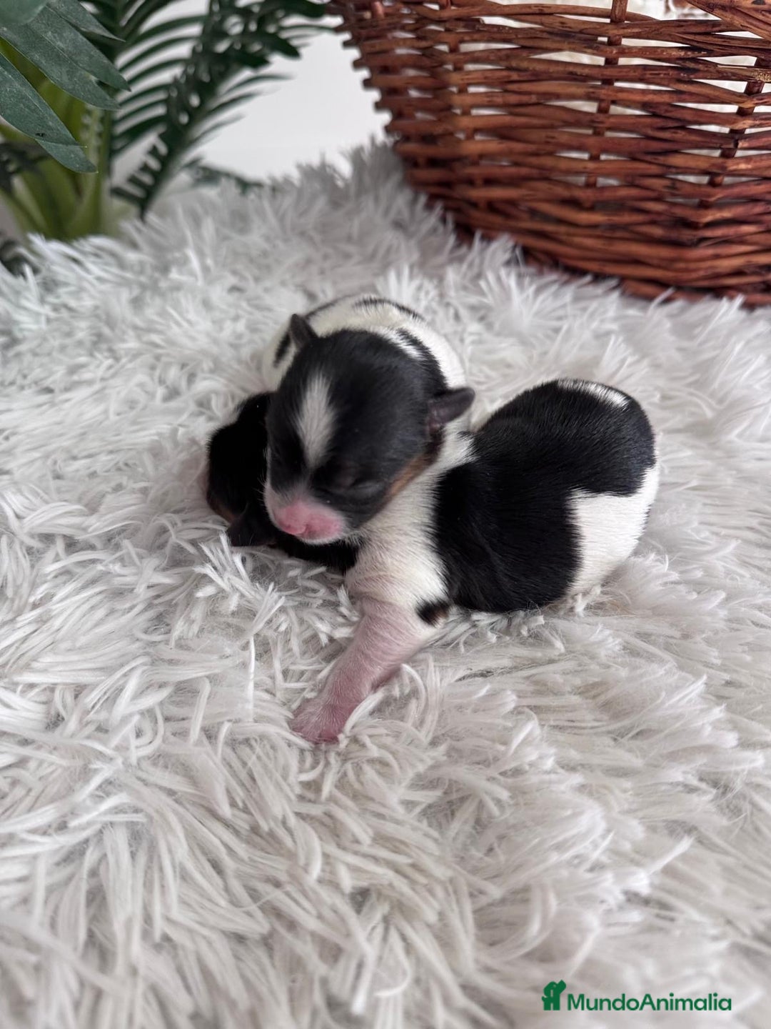 Yorkshire Terrier perros en venta: YORKSHIRE TERRIER BIEWER - Imagen 30