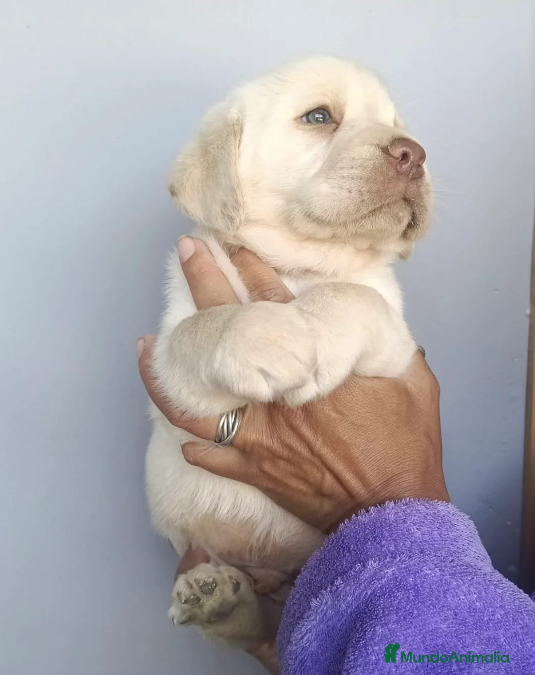 Labrador Retriever perros en venta: Espectacular labradores dorados🐶🐾 - Anuncio 5