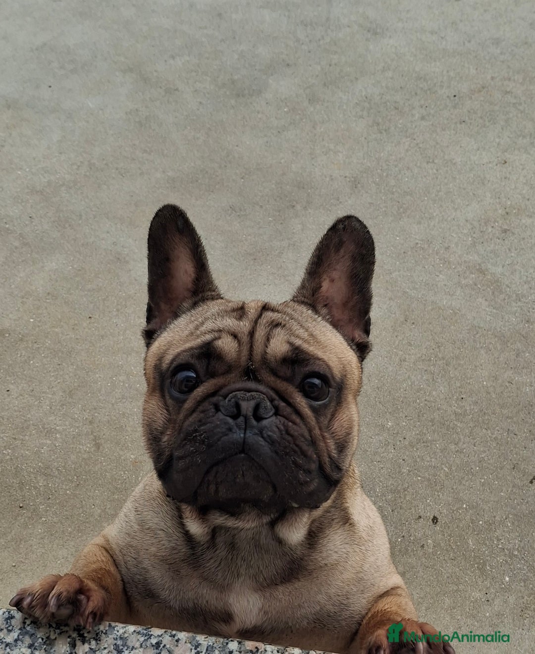 Bulldog Francés perros en venta: CACHORROS BULLDOG FRANCES - Anuncio 2