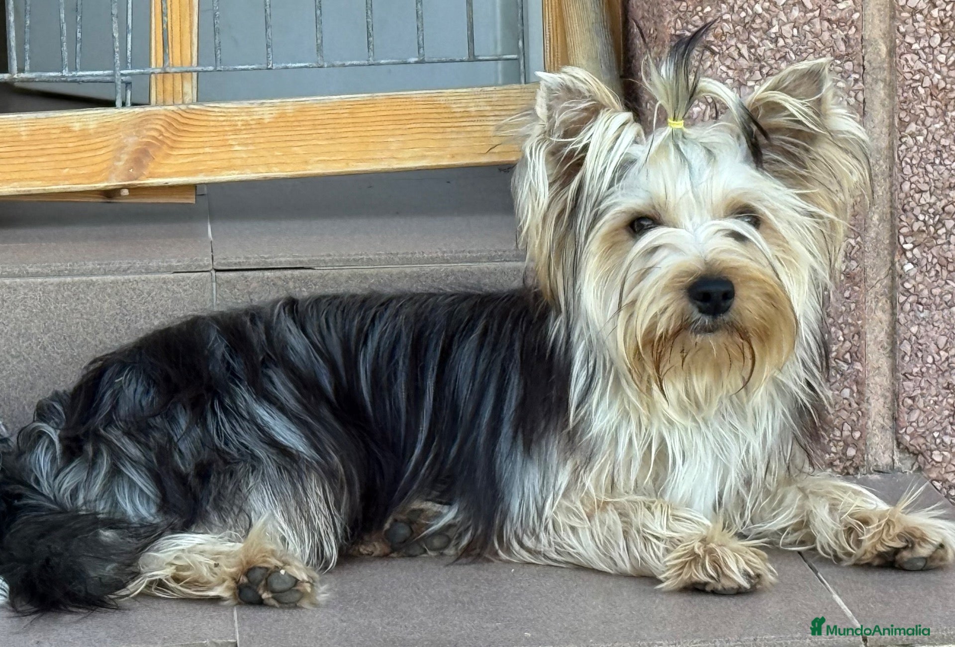 Yorkshire Terrier perros Preciosa Hembra Yorkshire  - Anuncio 1