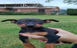 Pinscher Miniatura perros en venta: Pinscher Miniatura  - Imagen 13