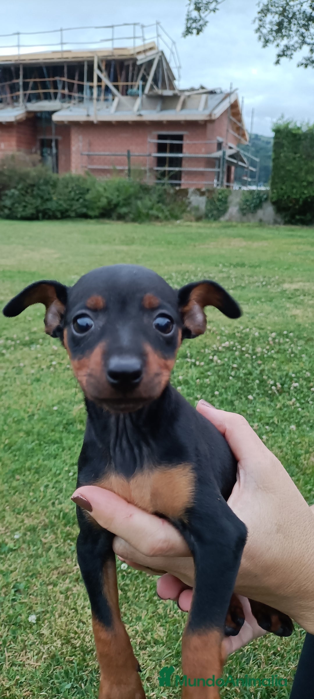 Pinscher Miniatura perros en venta: Pinscher Miniatura  - Imagen 13