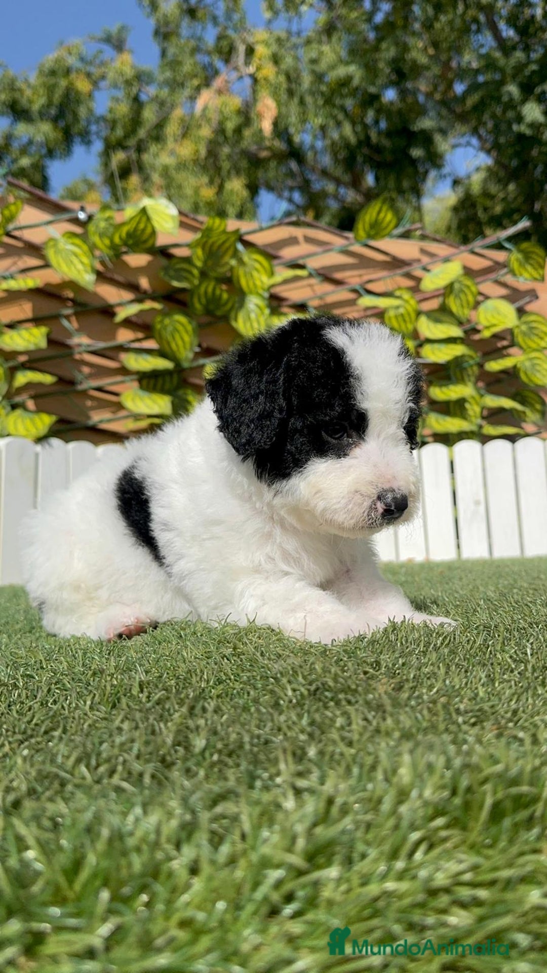 Perro de Agua Español perros en venta: PERRO DE AGUA ESPAÑOL MACHO - Imagen 3