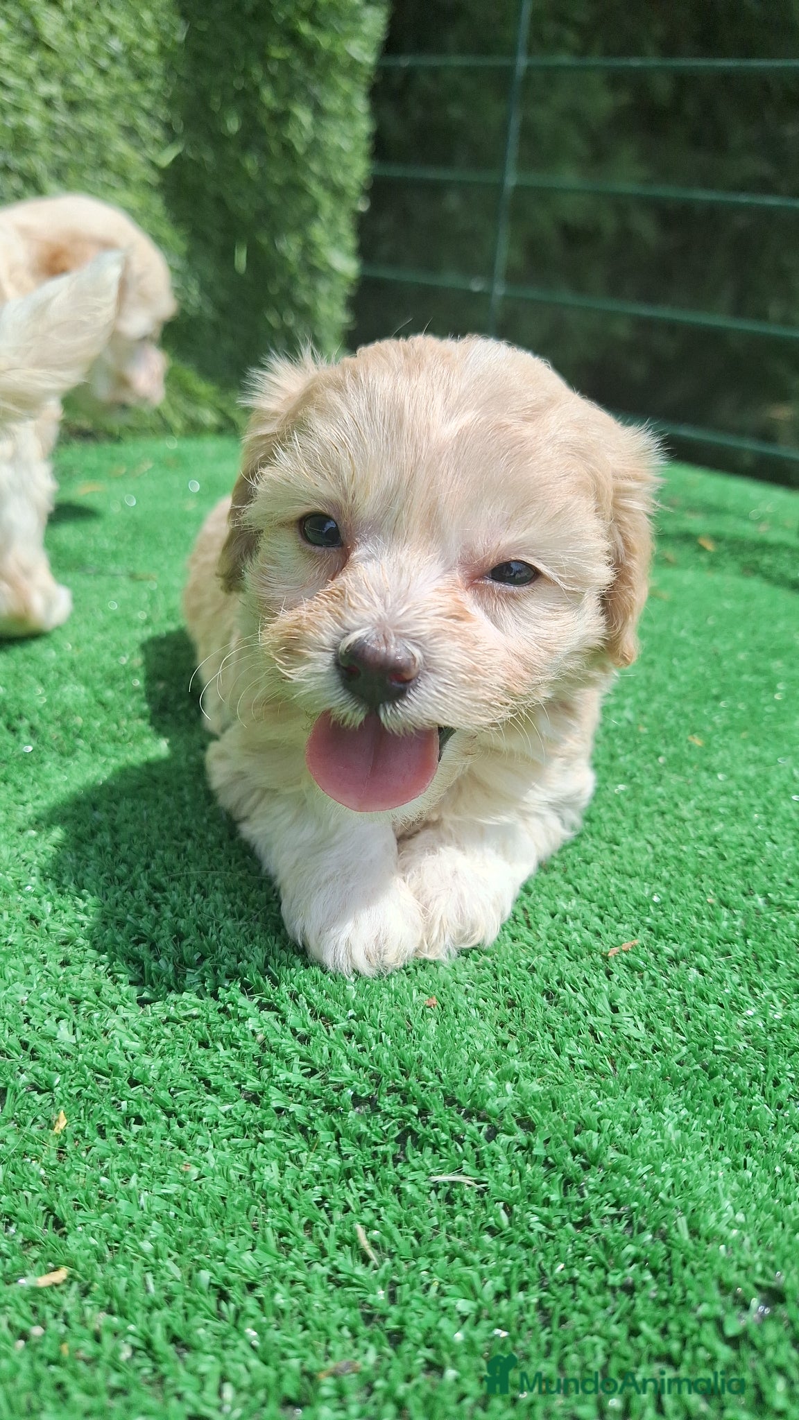 Maltipoo perros en venta: Maltipoo - Anuncio 3