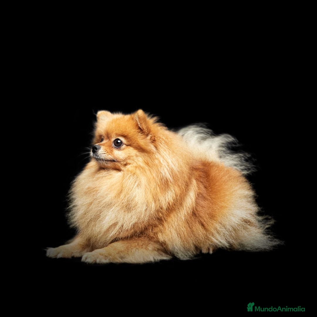 Pomerania perros en adopcion: Pomerania en adopción - Imagen 2