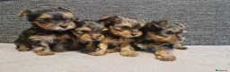 Yorkshire Terrier perros en venta: YORKSHIRE CACHORROS  - Anuncio 5