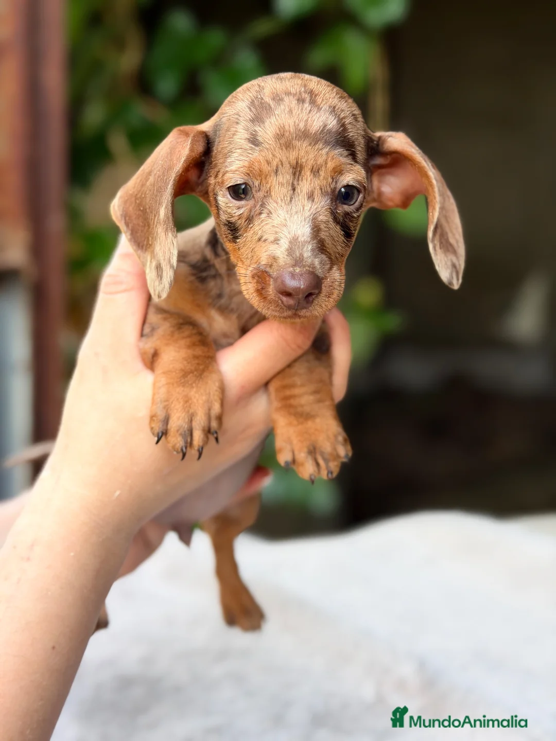 Teckel Miniatura perros en venta: Teckel mini Arlequin  - Anuncio 1