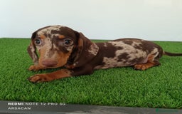 Teckel Miniatura perros en venta: Teckel macho arlequín chocolate  - Imagen 4