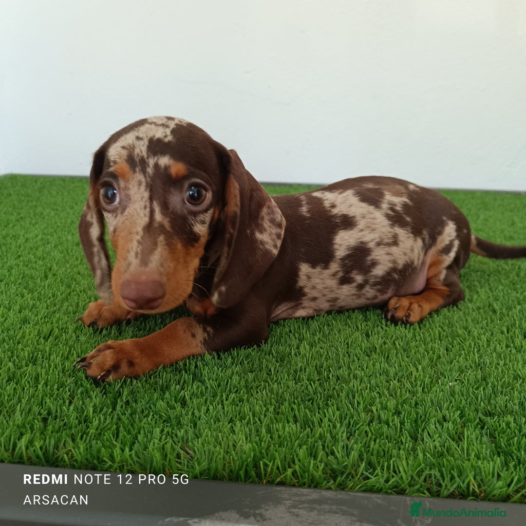 Teckel Miniatura perros en venta: Teckel macho arlequín chocolate  - Imagen 4