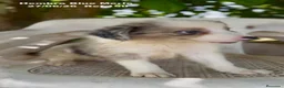 Border Collie perros en venta: Border Collie Hembra Blue Merle - Anuncio 5