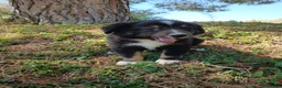 Pastor Miniatura Americano perros en venta: PASTOR AMERICANO MINIATURA  - Anuncio 4