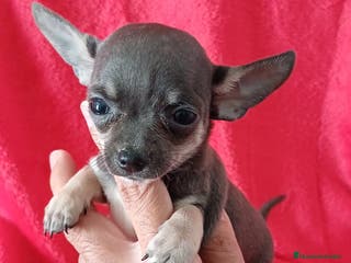 Chihuahua perros Chihuahua Mini Blue - Anuncio 2