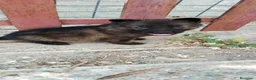 Pastor Alemán perros en venta: Pastores alemánes linea de trabajo de calidad  - Anuncio 3