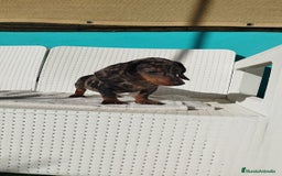 Teckel Miniatura perros en venta: Teckel mini  - Imagen 4