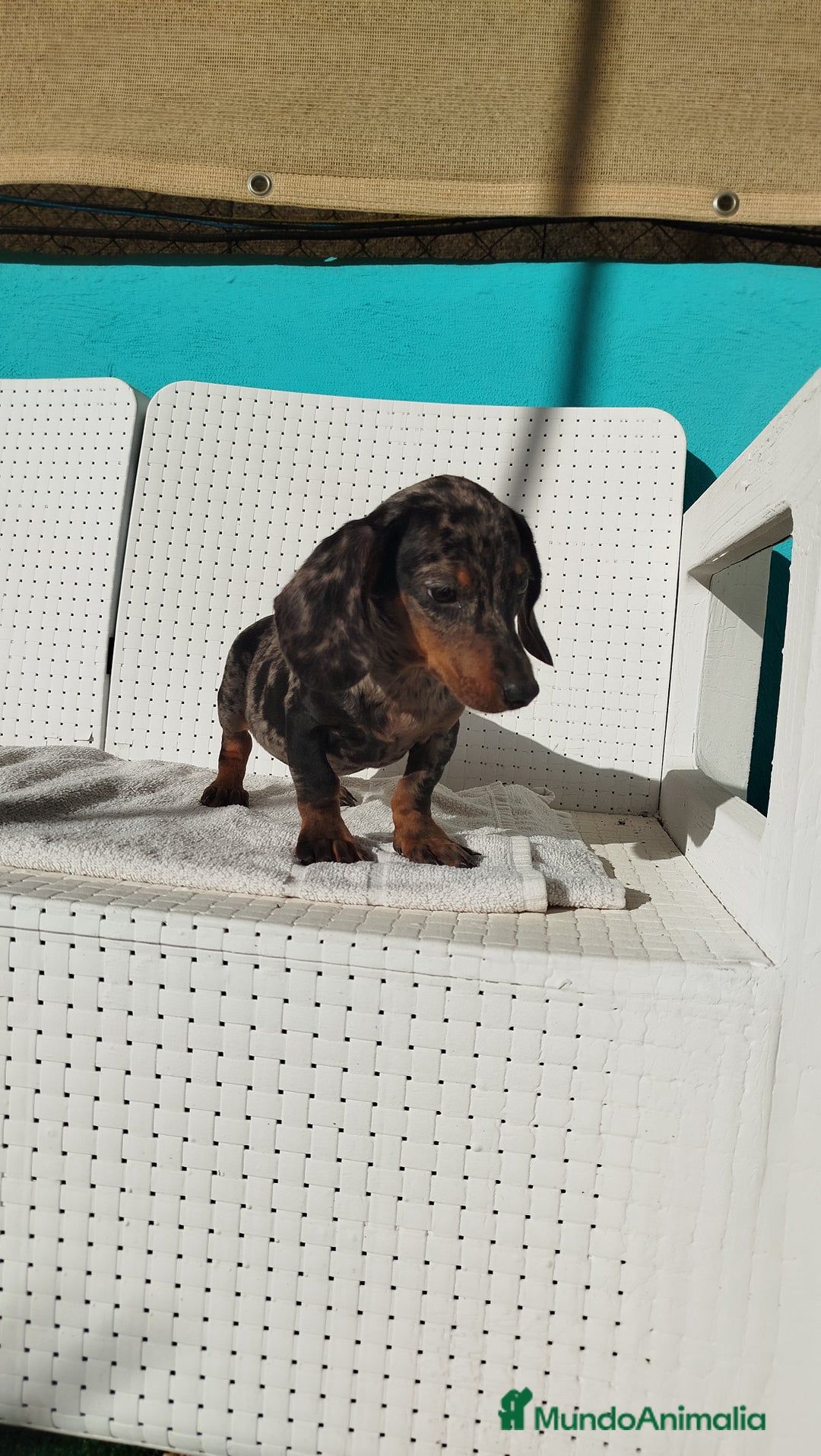 Teckel Miniatura perros en venta: Teckel mini  - Imagen 4