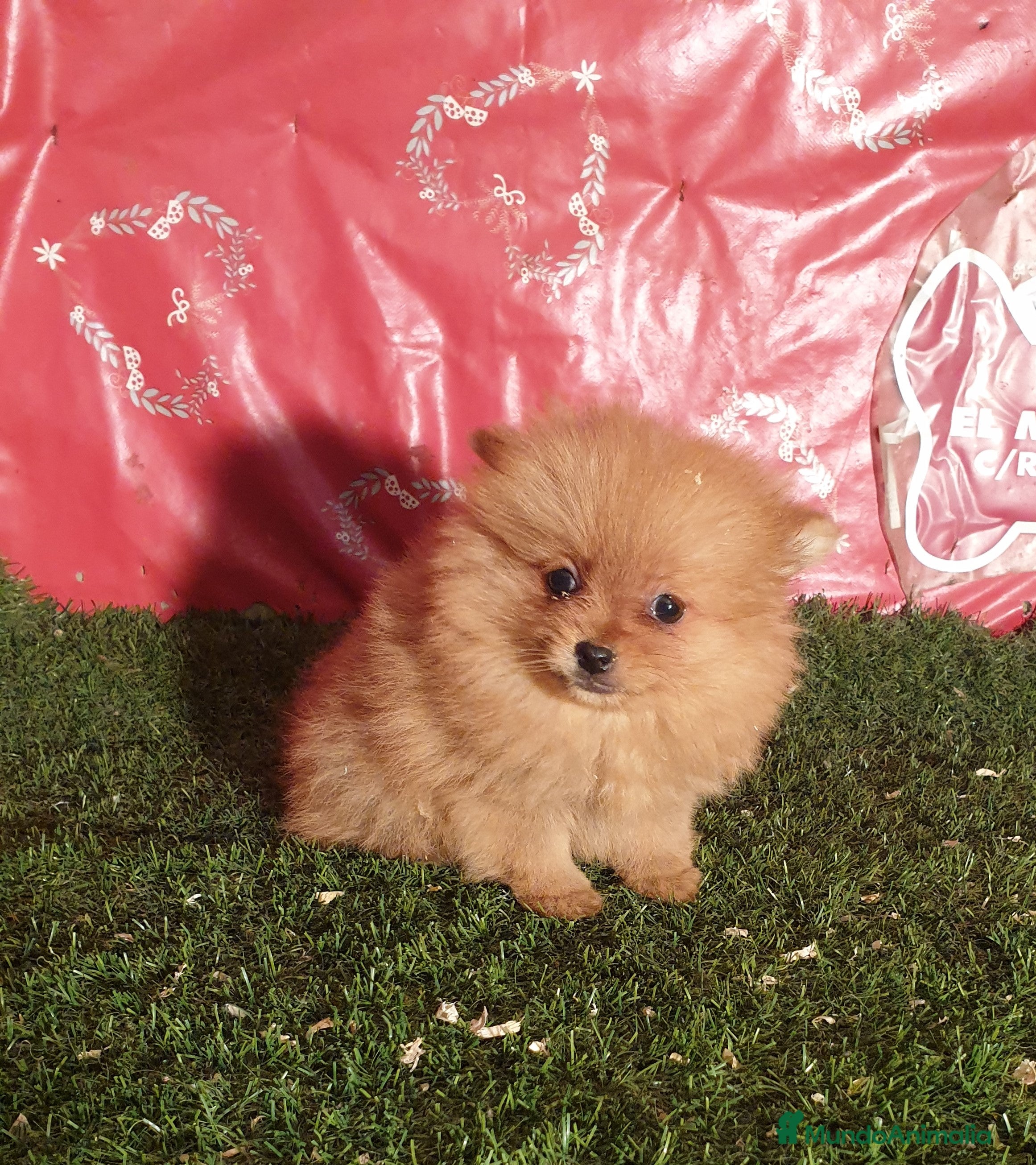 Pomerania perros CACHORROS DE POMERANIA en Madrid - Anuncio 24