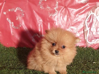 Pomerania perros en Madrid - Anuncio 42